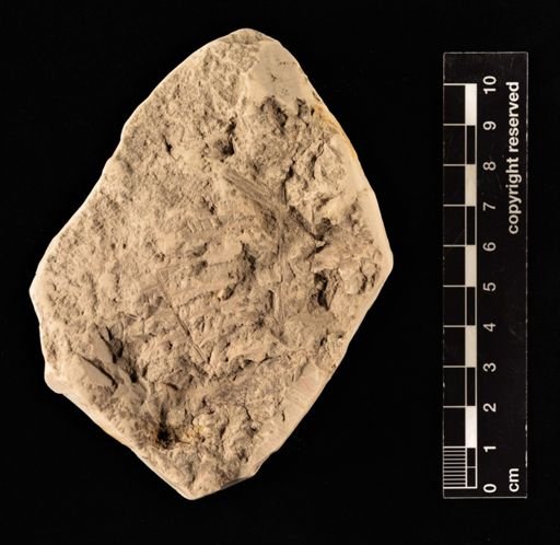 Gleichenia zippei