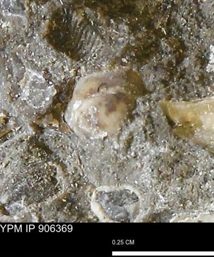 undet. Bivalvia