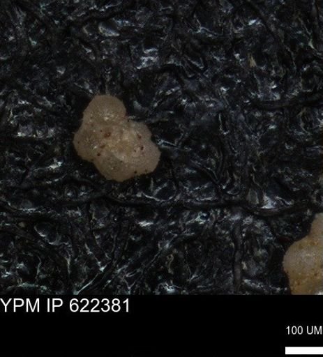 undet. Foraminiferida