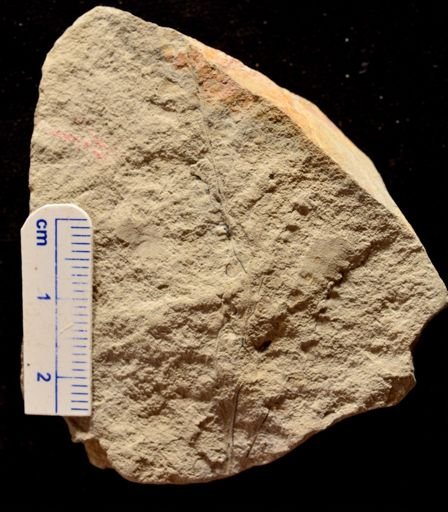 Aspidium monocarpum