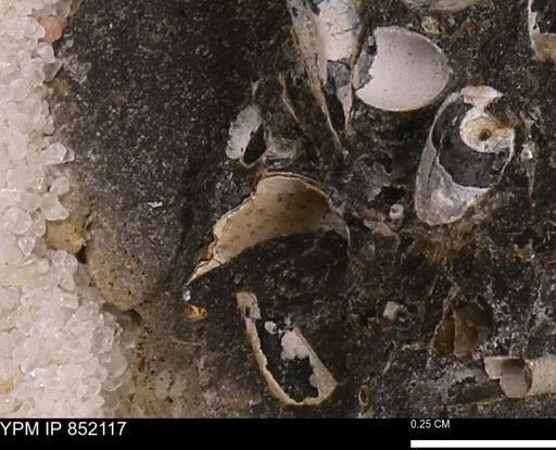 undet. Bivalvia