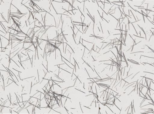 Ectyoplasia ferox