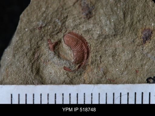 undet. Gastropoda