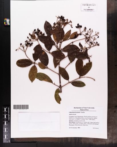 Viburnum incarum