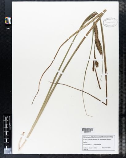 Carex rostrata