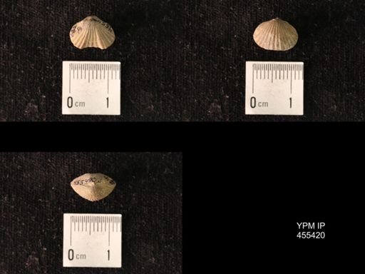 Platystrophia morrowensis