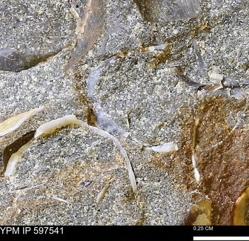 undet. Bivalvia