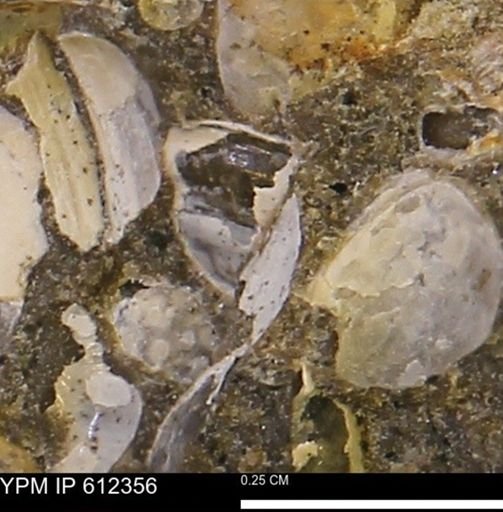 undet. Bivalvia