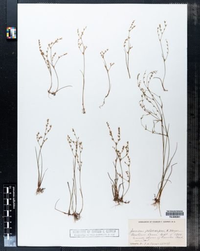 Juncus pelocarpus
