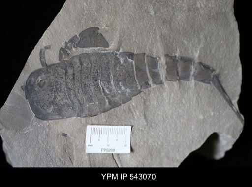 undet. Eurypterida