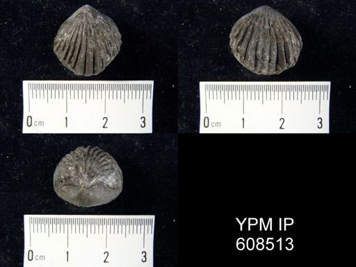 Uncinulus keyserensis