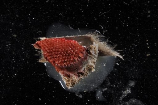 Cryptonemia crenulata