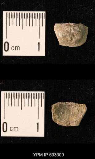 Chonetes sp.