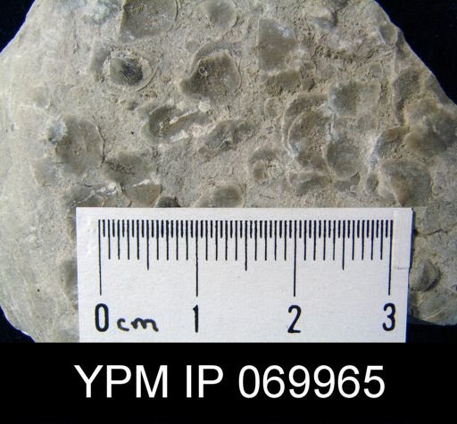 Leptaena gracilis