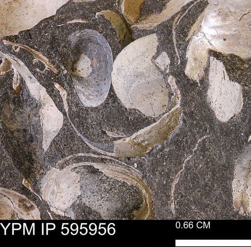 Protocardia sp.