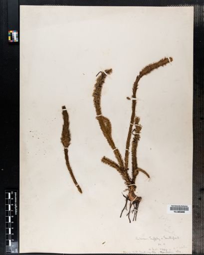 Lycopodium