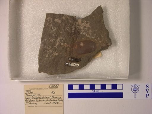 Pteraspis sp.