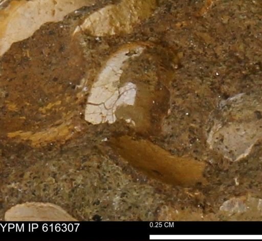 Protocardia subquadrata