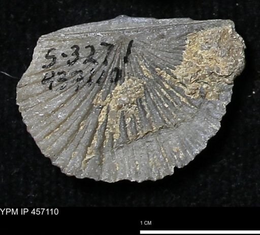 Stropheodonta sp.