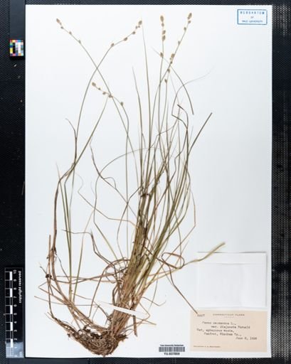 Carex canescens