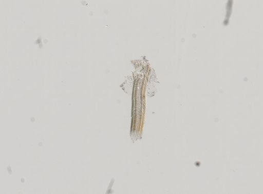 Somatogyrus integra