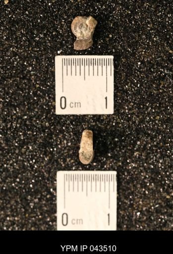 Hoploscaphites nicolletii