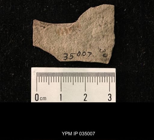 undet. Hymenoptera