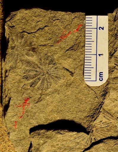 Annularia sp.