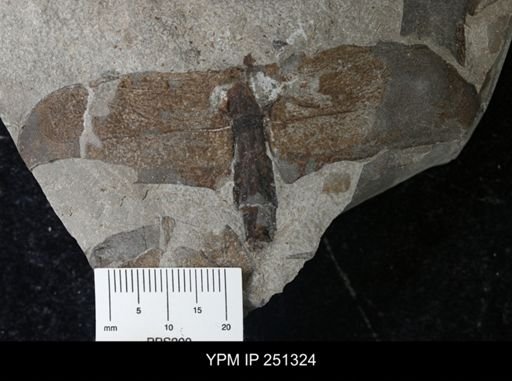 undet. Eurypterida