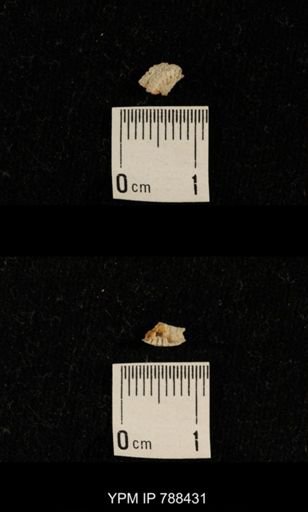 taxon undetermined