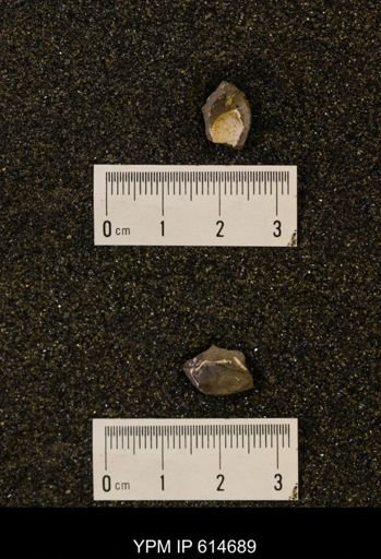 Parallelodon (Cosmetodon) sp.