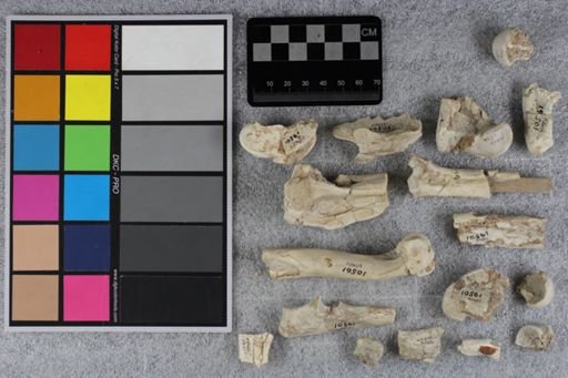 Mesohippus sp.