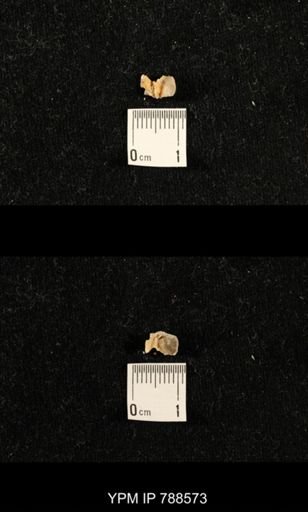 undet. Brachiopoda
