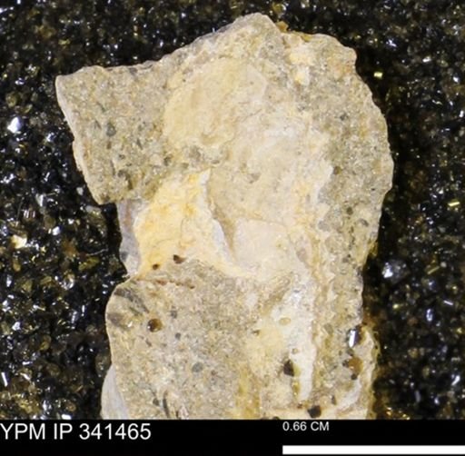 Scaphites sp.