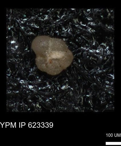 undet. Foraminiferida