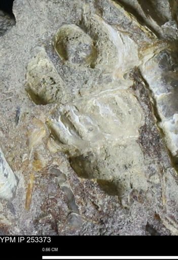 undet. Gastropoda