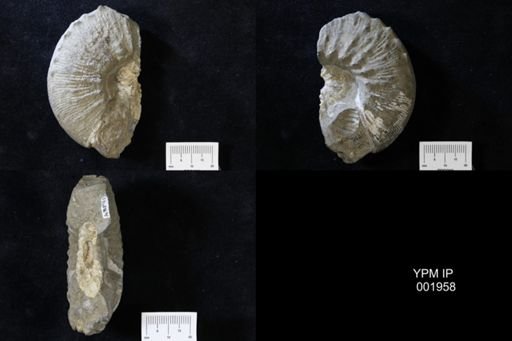 Scaphites cheyennensis
