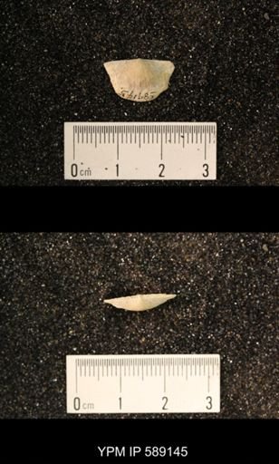 Sowerbyella sp.