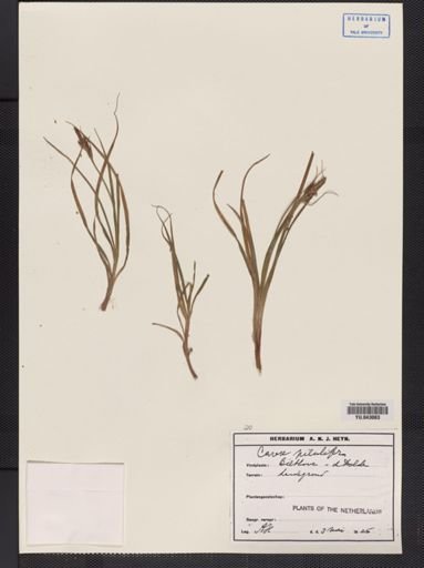 Carex