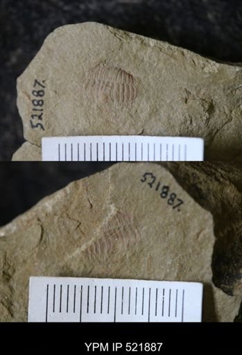 undet. Trilobita