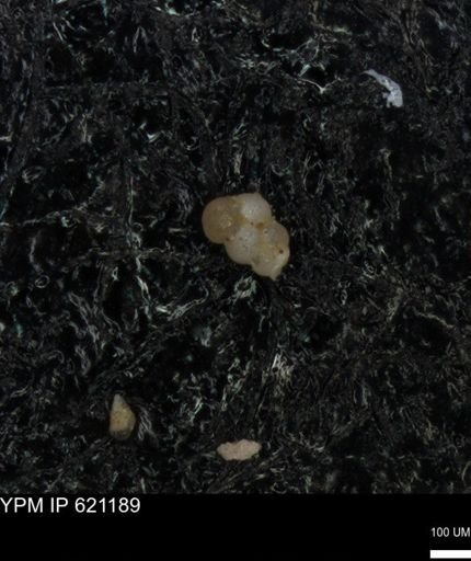 undet. Rugoglobigerinidae