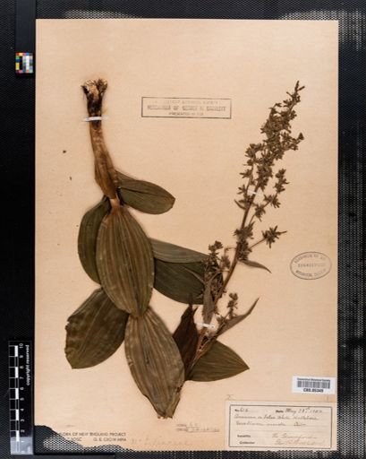 Veratrum viride