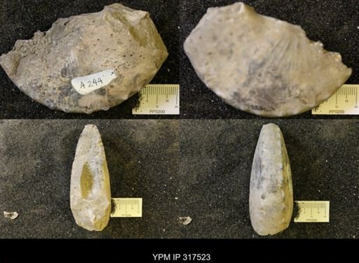 Hoploscaphites sp.