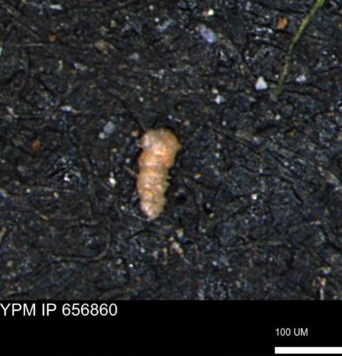 Verneuilinoides kansasensis