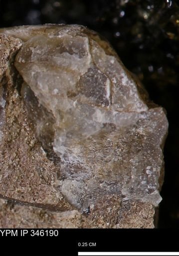 undet. Mollusca