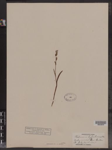Habenaria hyperborea