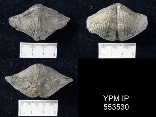Spinocyrtia granulosa?