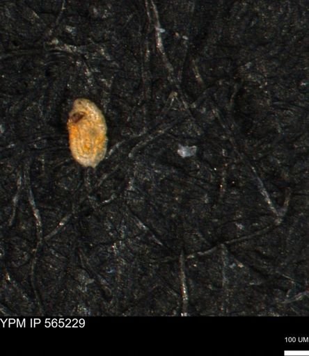 Spirolocammina planula