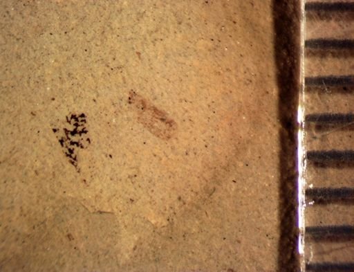 undet. Coleoptera