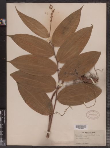 Maianthemum